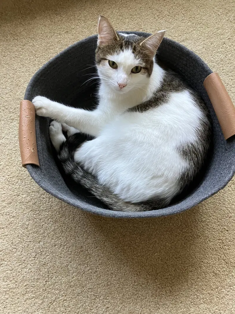 Pearl Stone, a young female cat up for adoption