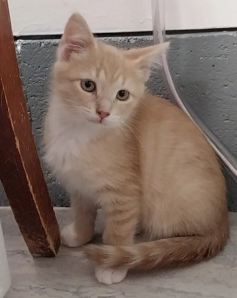Greek Hero IN FOSTER, a male kitten up for adoption
