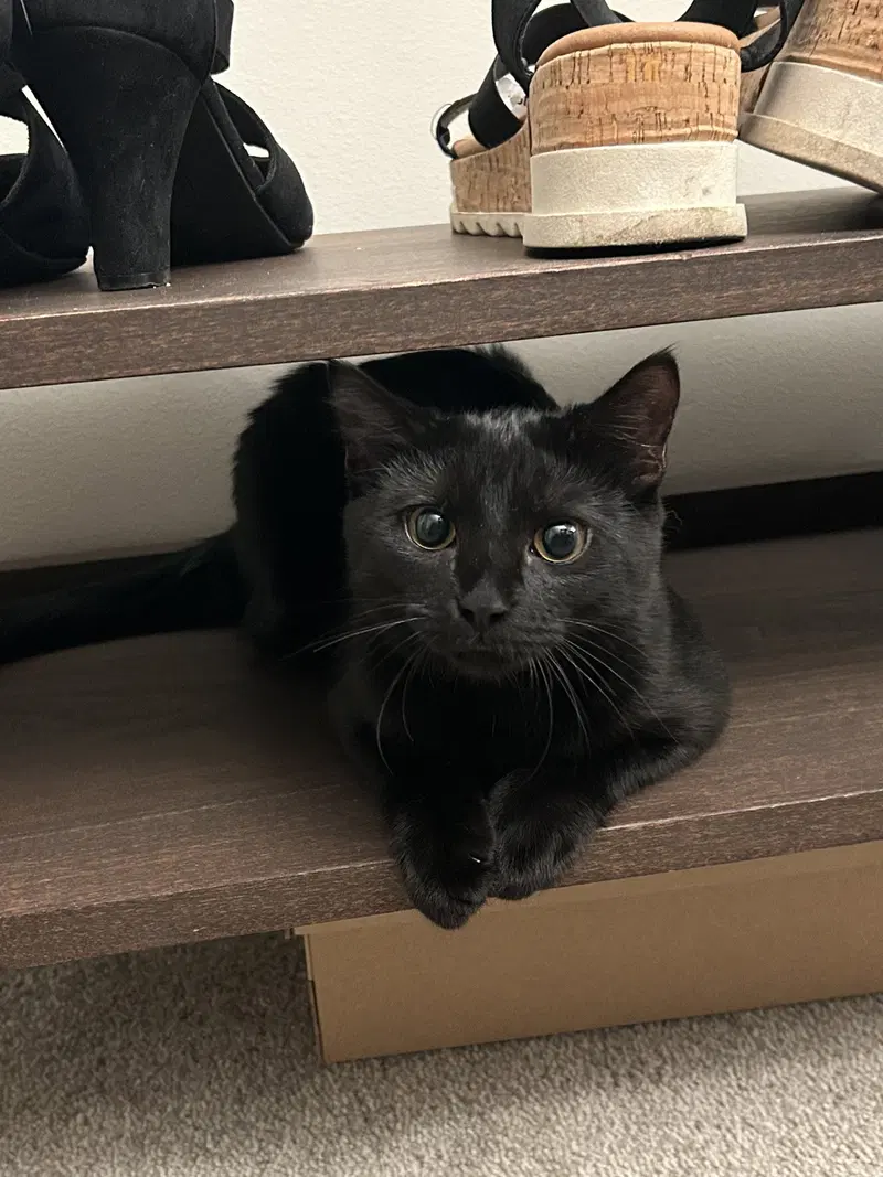 Boo, a female cat up for adoption