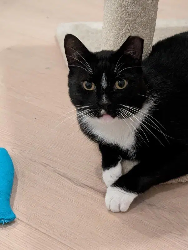 Bobby, an adult male Tuxedo cat up for adoption