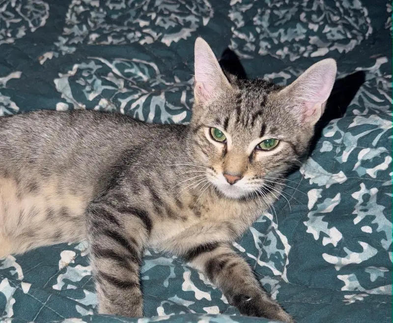 Bautista, a male kitten up for adoption