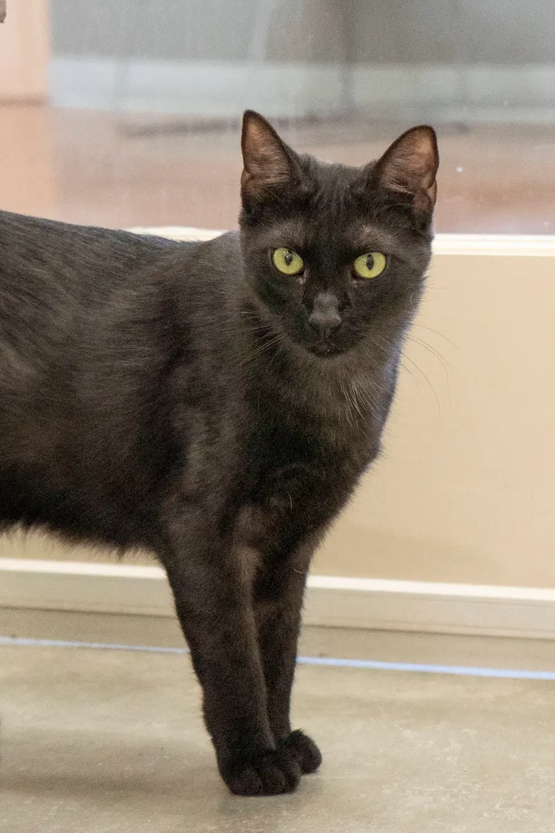 Zevy, an adult male cat up for adoption