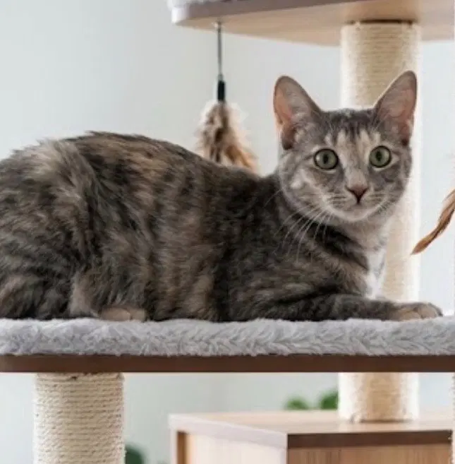 Kissa, photo 2