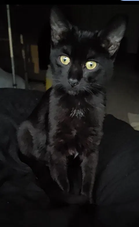 Watch the video of Mowgly