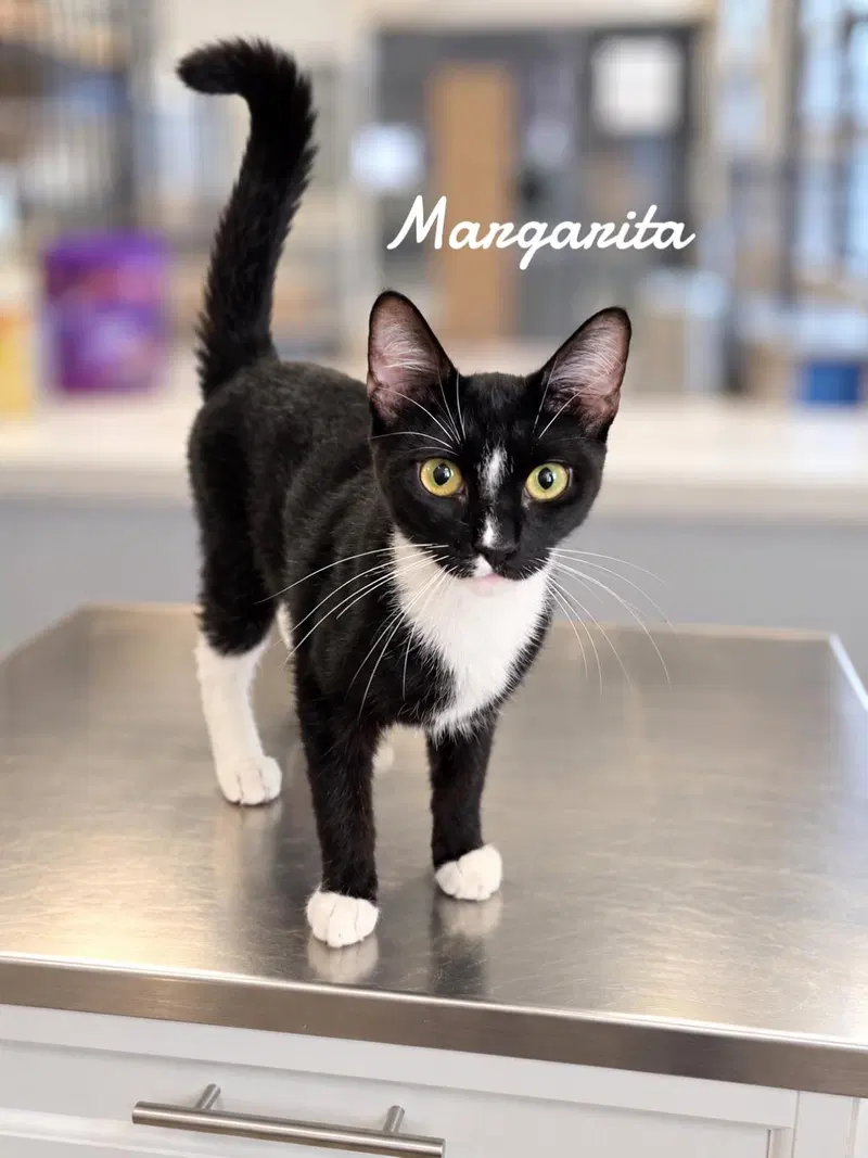 Margarita, a young female cat up for adoption