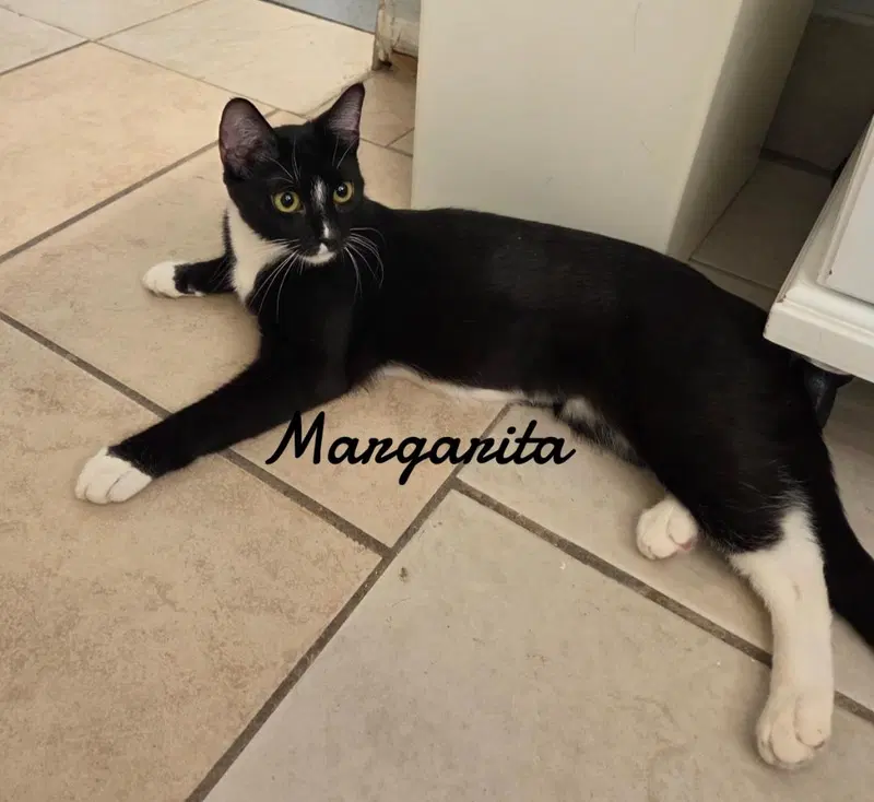 Margarita, photo 2