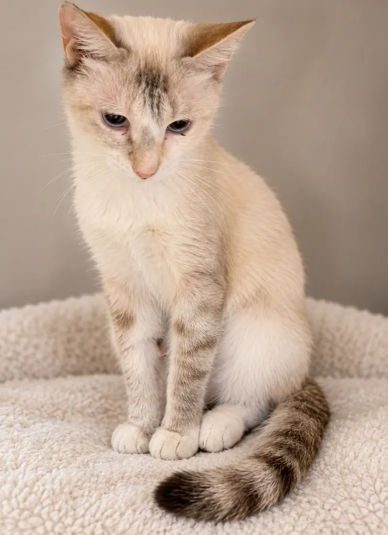 Chicken, an adult female cat up for adoption