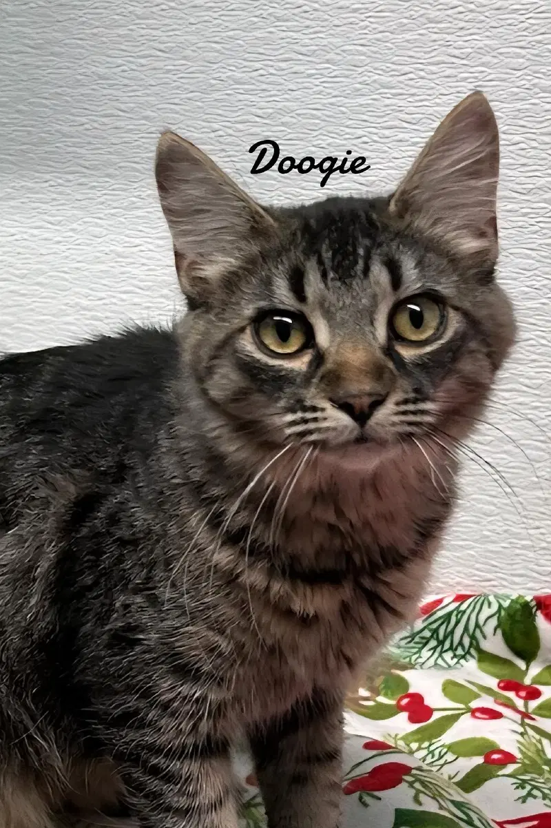 Doogie & Scout, photo 2
