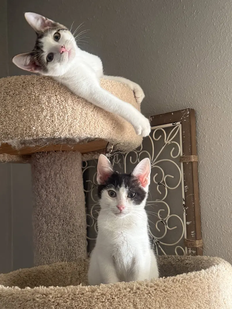 Snickerdoodle, a male kitten up for adoption