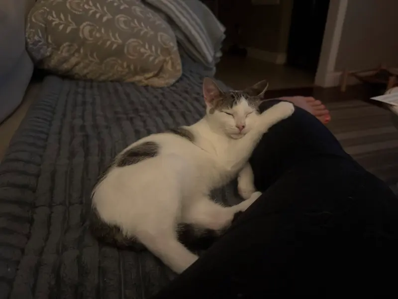Snickerdoodle, photo 3
