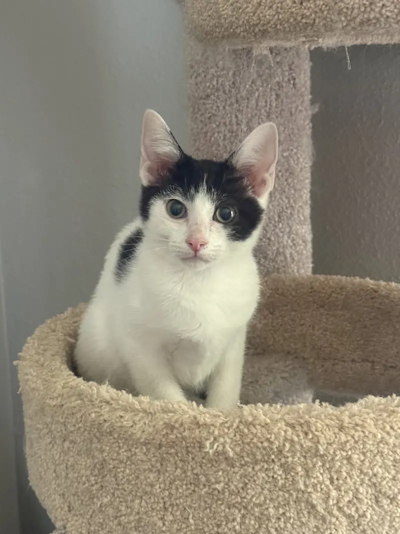 Chocolate Chip, a male kitten up for adoption