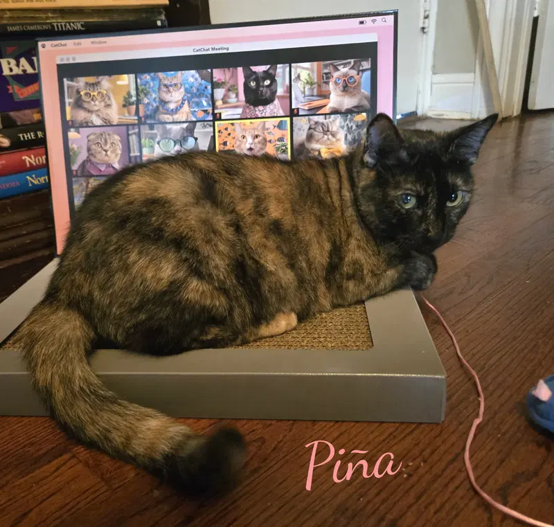 Pina, a young female Tortoiseshell cat up for adoption