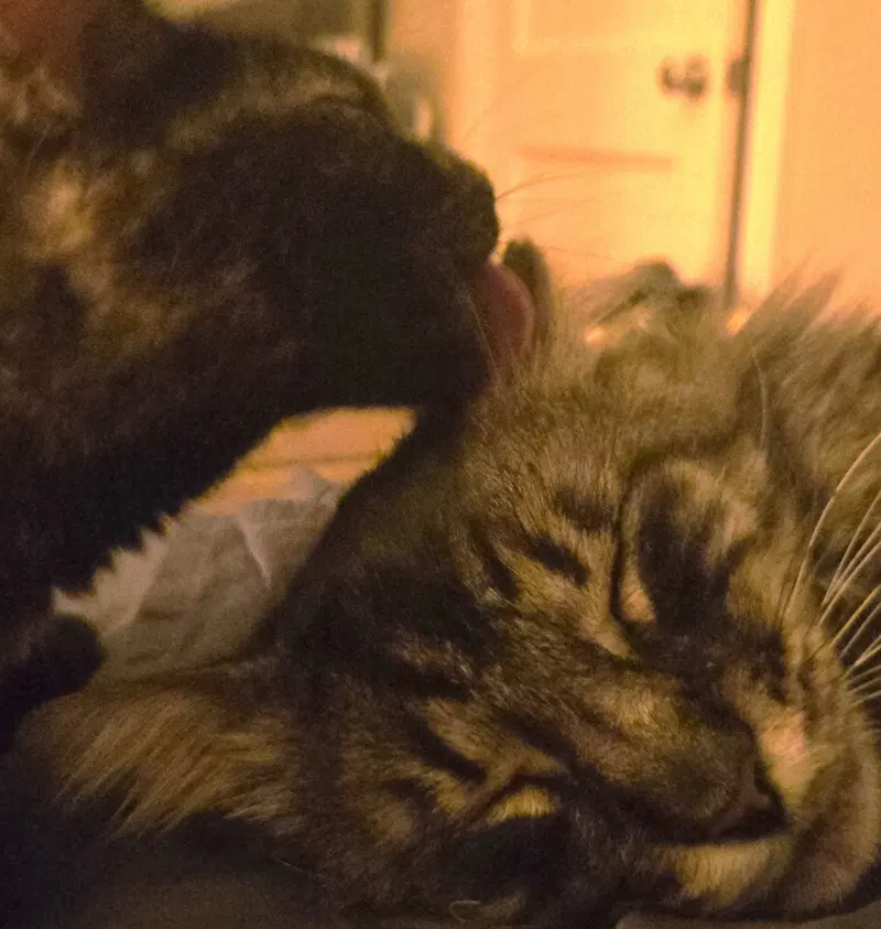 Buddy & Pina, photo 4
