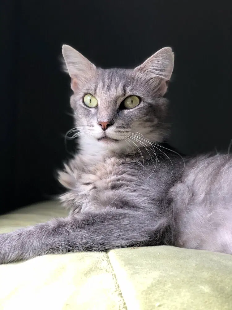 Wisha, a young female cat up for adoption