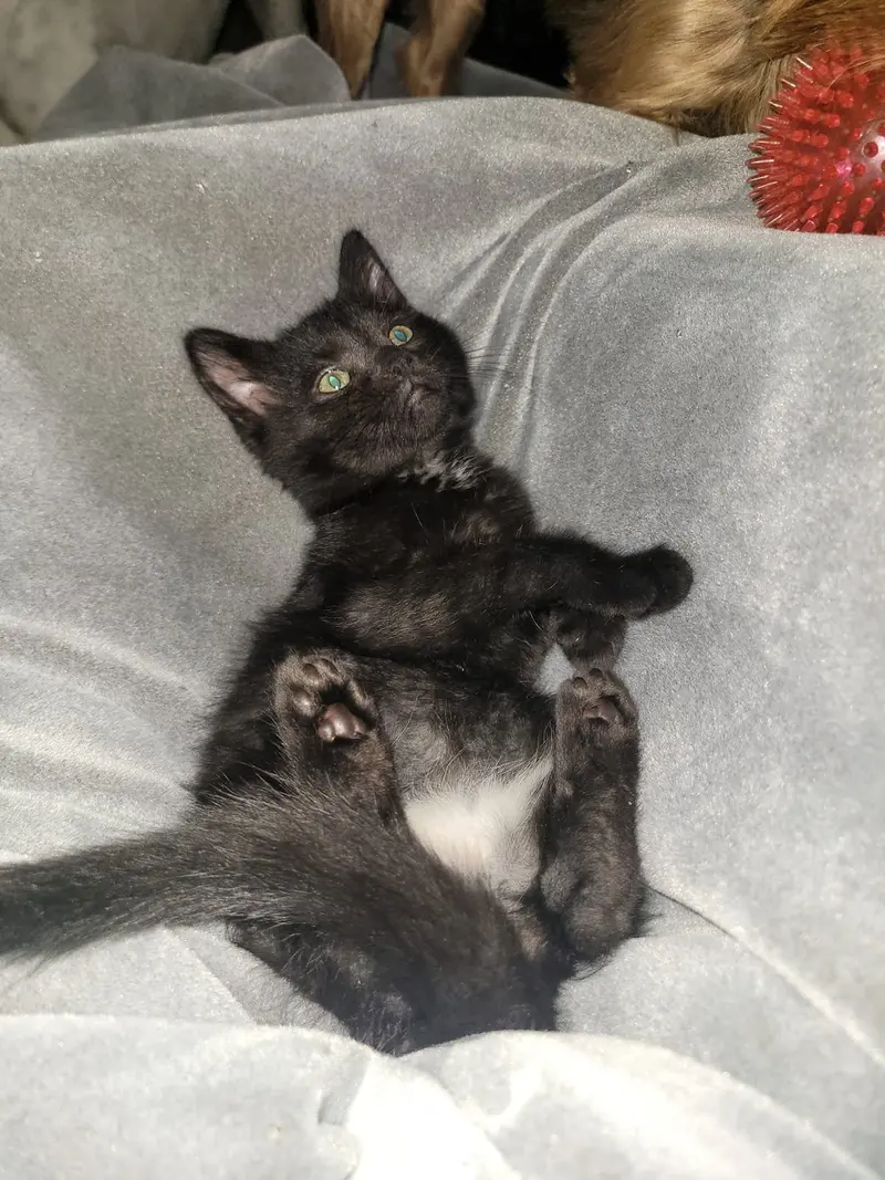 Dingy, a male kitten up for adoption