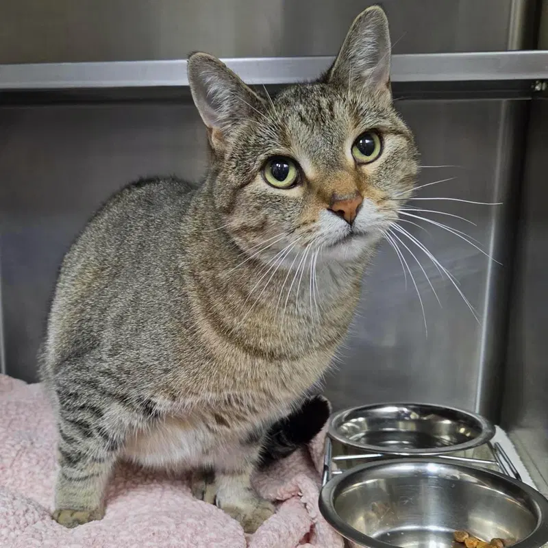 K-Pop, an adult female cat up for adoption