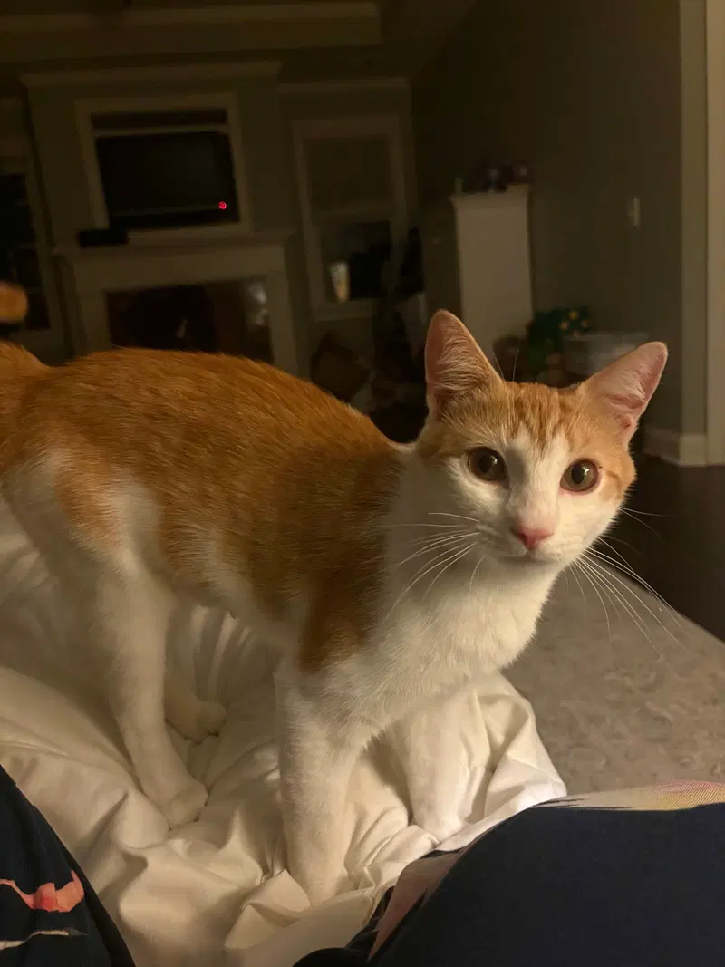 Dailyn, an adult female cat up for adoption