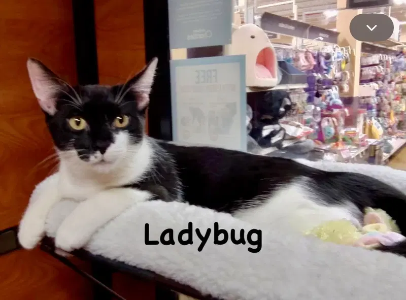 Ladybug & Cricket, photo 2