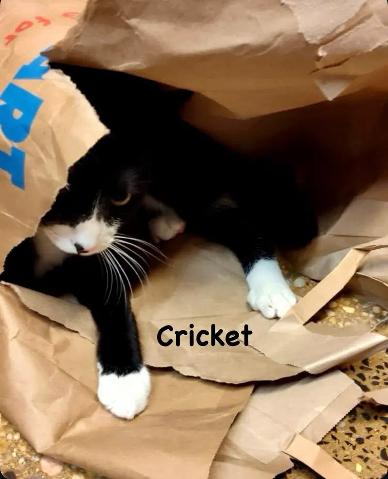 Ladybug & Cricket, photo 4