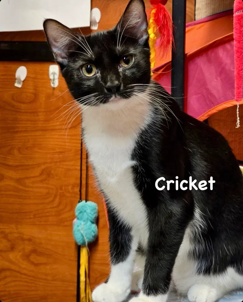 Ladybug & Cricket, photo 5
