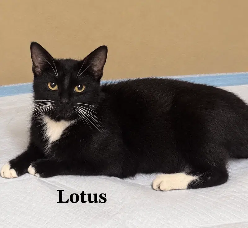 Lotus, an adult female Tuxedo cat up for adoption