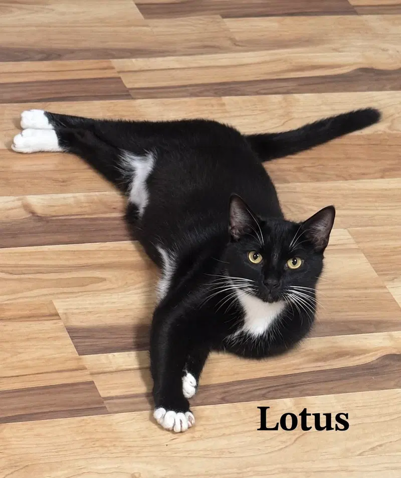 Lotus, photo 2