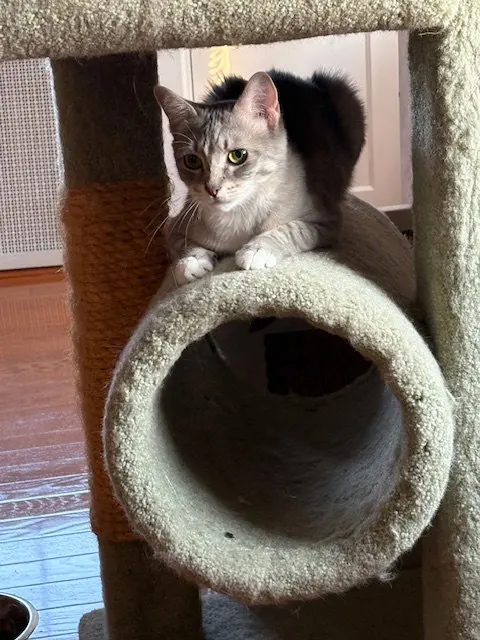 Minnie, photo 4