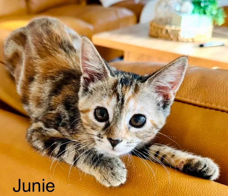 Junie, a young female cat up for adoption