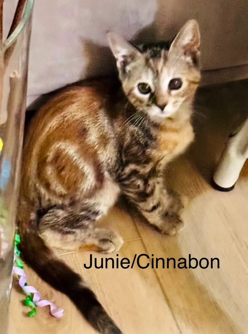Junie, photo 2