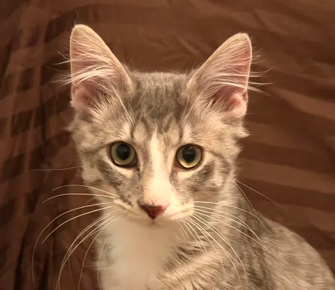 Watch the video of Rio