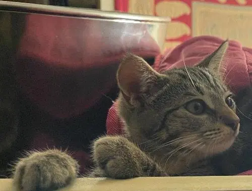 Saul, photo 3