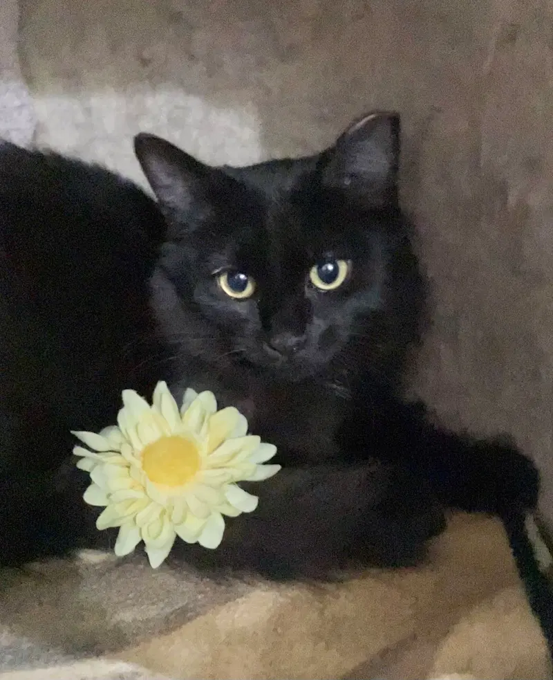 Crescent, a young male cat up for adoption