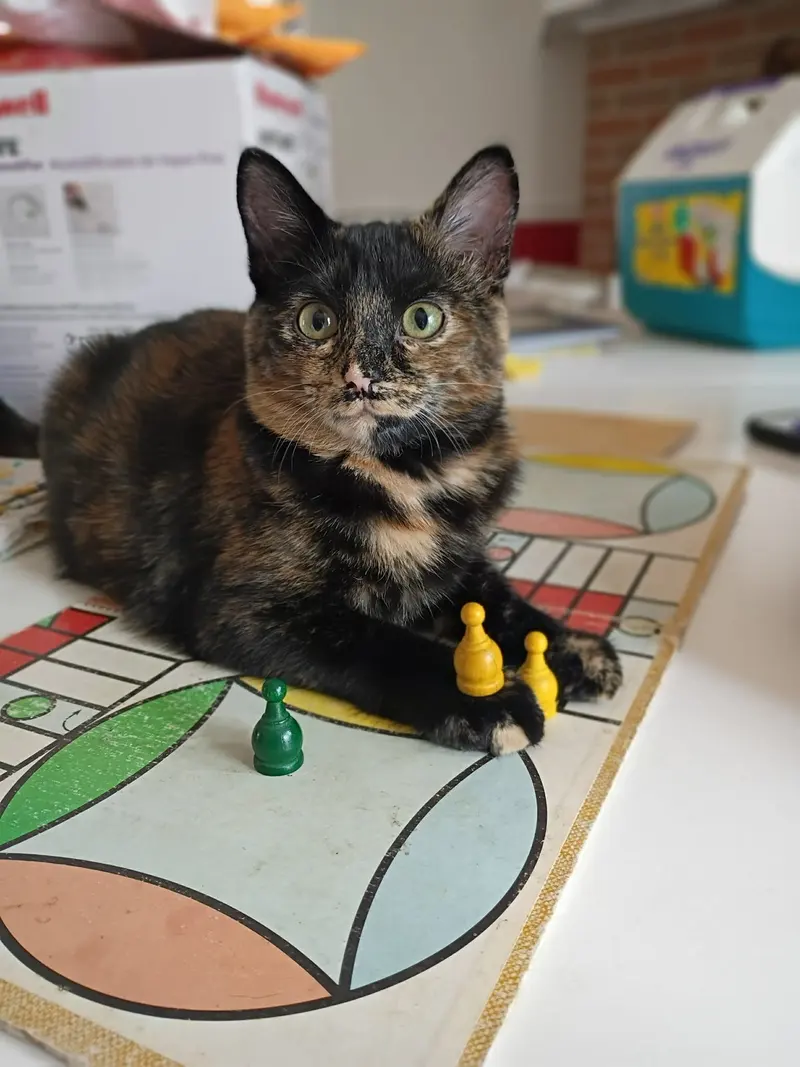Toasty, a female Tortoiseshell kitten up for adoption