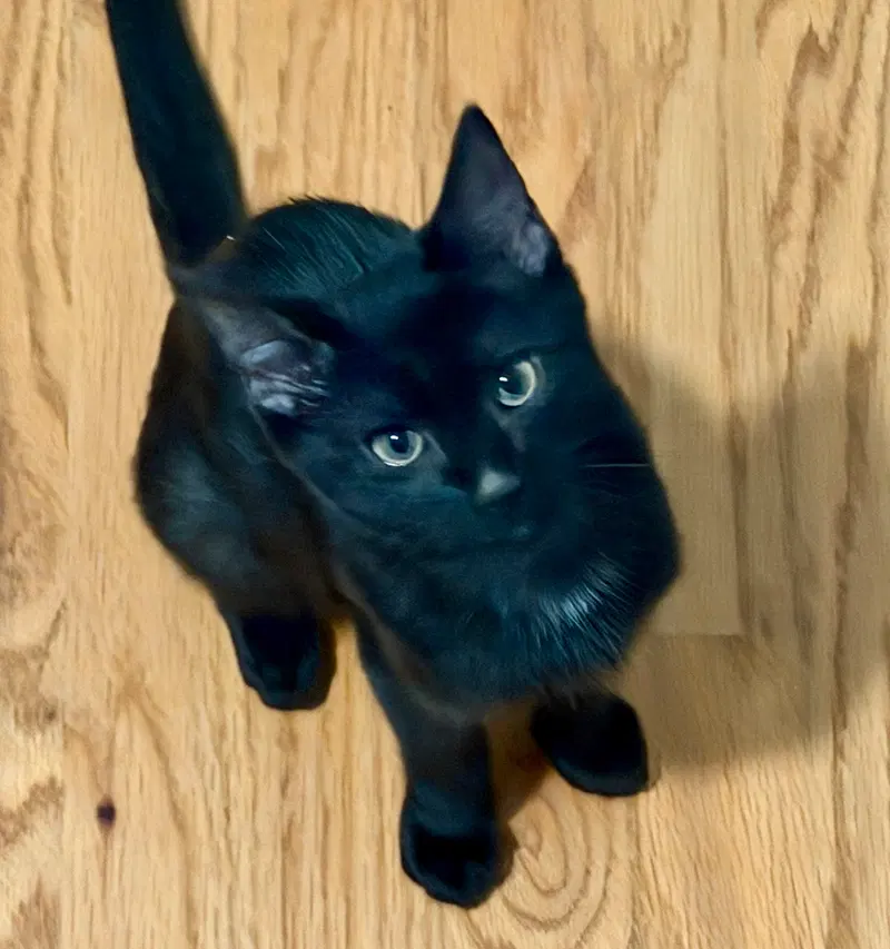 Mariposa, a female kitten up for adoption