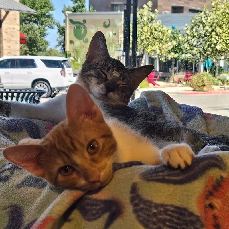 Lentil & Pinto, photo 2