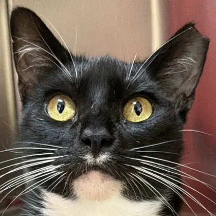 Chiclets, a young female American Shorthair cat up for adoption