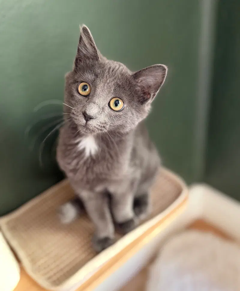 Gandalf, a male kitten up for adoption