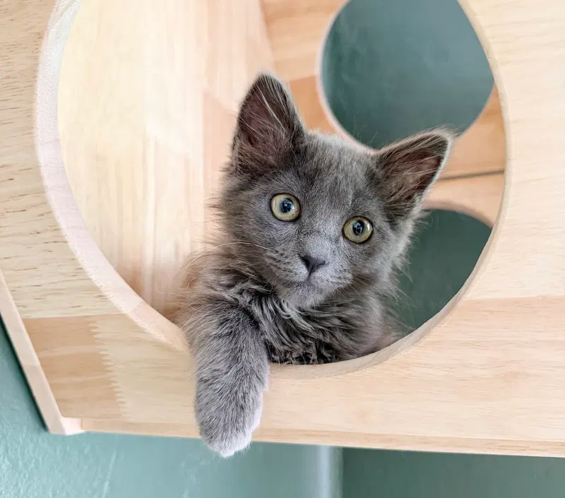 Gandalf, photo 4