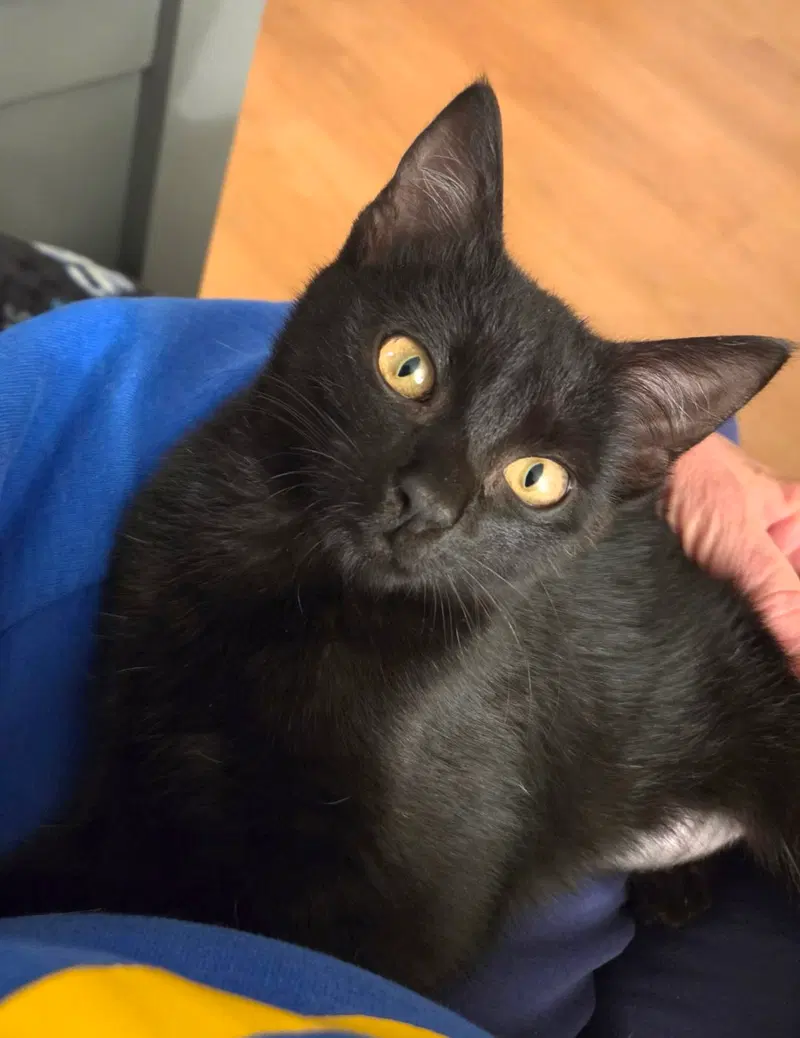 Olive, a female kitten up for adoption