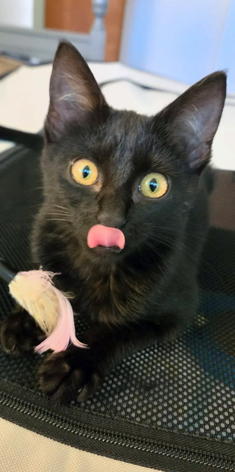 Olive, photo 4