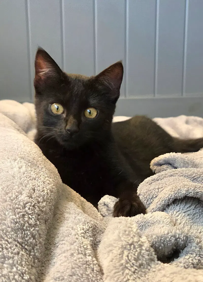 Olive, photo 5