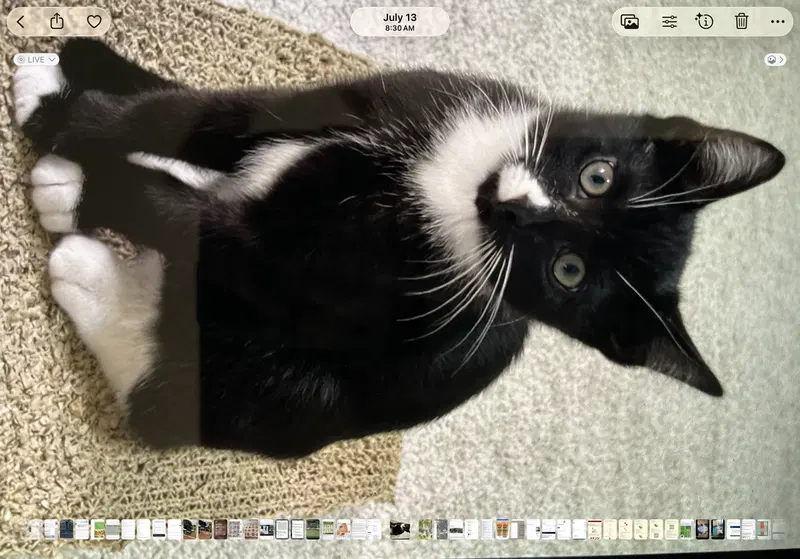 Chaos, a young female cat up for adoption