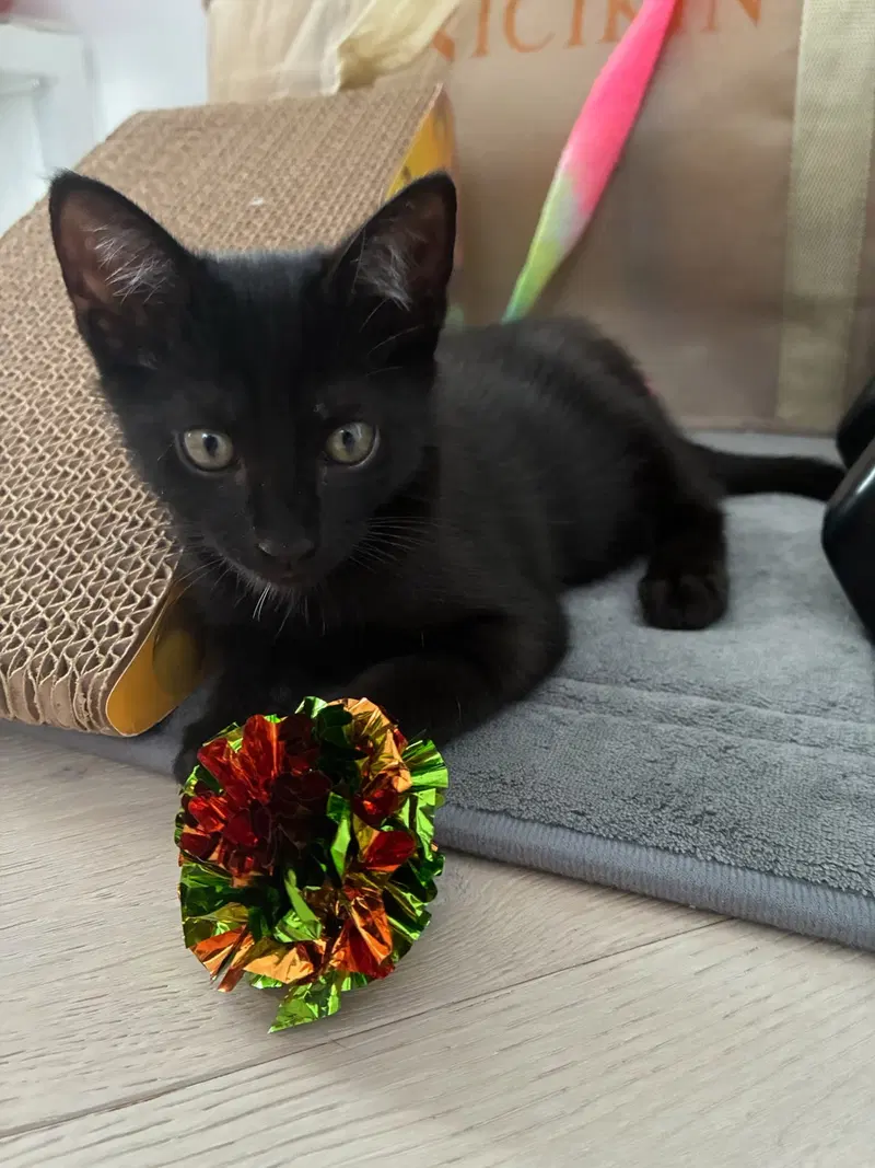 Lenny, a young male American Shorthair cat up for adoption