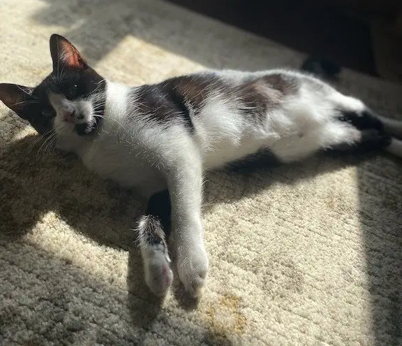Al, an adult female cat up for adoption