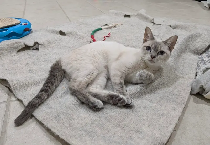 Nutmeg, a young Siamese cat up for adoption
