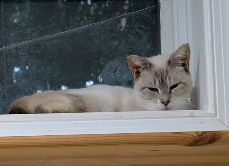 Ginger, a young Siamese cat up for adoption