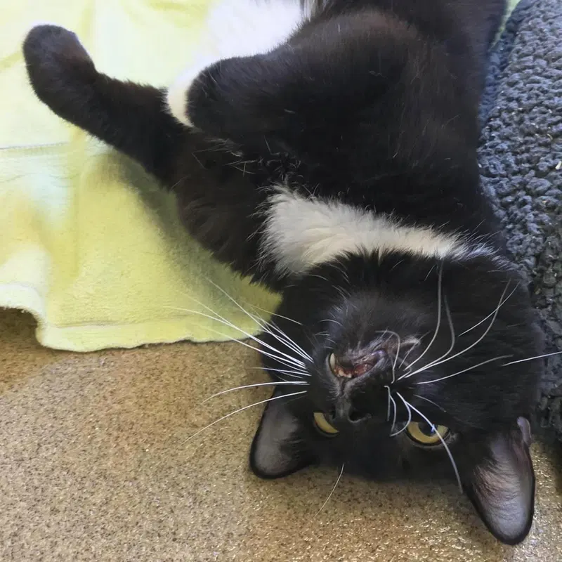 Mbappe, an adult male cat up for adoption