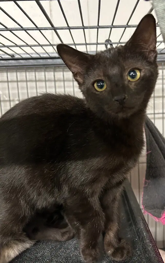 Hudson, a male kitten up for adoption