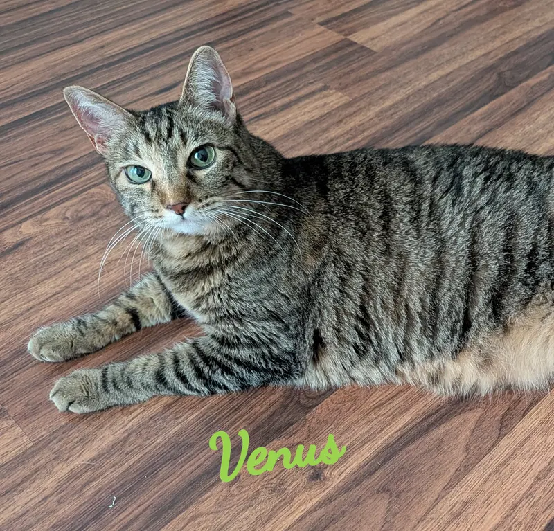 Venus, photo 6