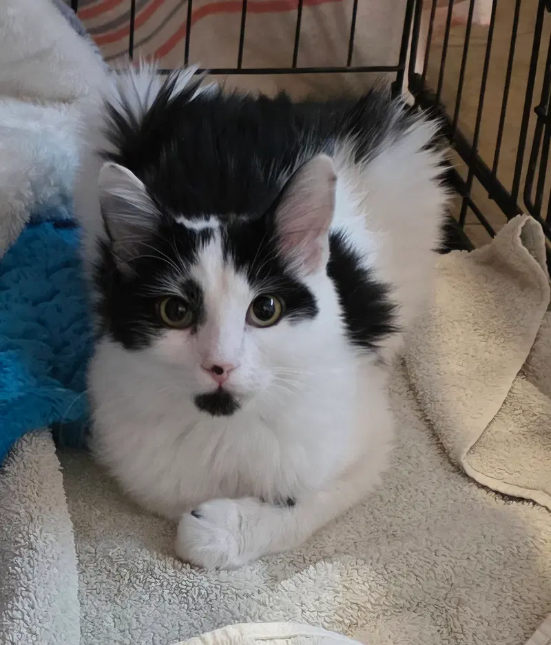 Nugget, a male kitten up for adoption